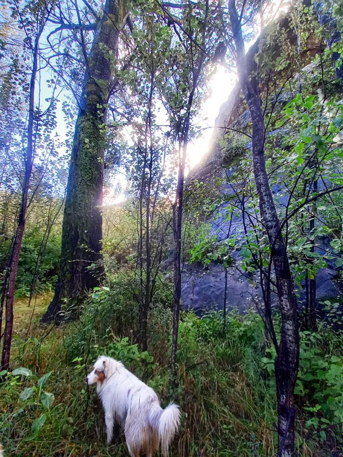 Forest Lane Кларенс Экстерьер фото